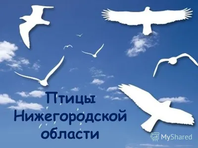 Новая вспышка гриппа птиц зафиксирована в Нижегородской области |  Информационное агентство «Время Н»