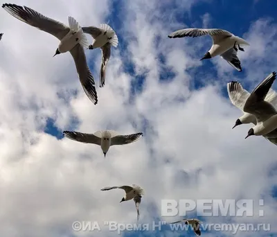 Птицы в Артёмовских лугах