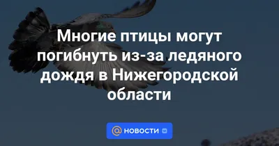 В частных подворьях Удмуртии изъяли почти 26 тысяч голов домашней птицы —  Новости Ижевска и Удмуртии - Udm-info