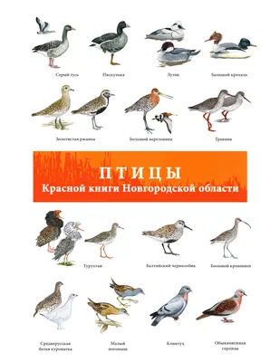 Птицы новгородской области фото фото