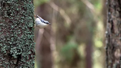 Птицы Новгородской области / Birds of Novgorod Oblast's Journal ·  iNaturalist