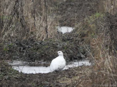 Птицы Новгородской области - фото с названиями и описанием