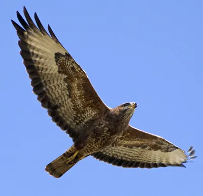 Птицы Новгородской области / Birds of Novgorod Oblast's Journal ·  iNaturalist