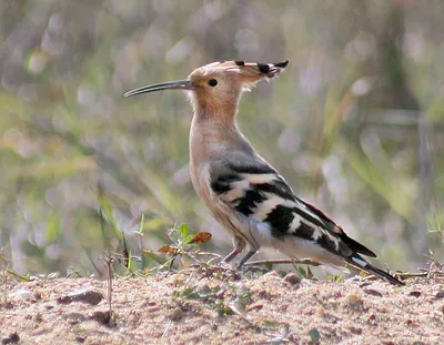 Новгородский орнитолог рассказала о новых видах птиц, обнаруженных на  территории региона - 53 Новости