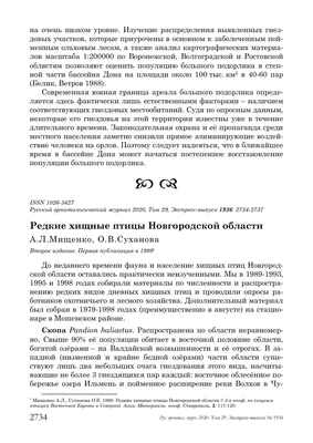 В Новгородской области зарегистрирована занесенная в Красную книгу птица,  которая не встречалась более 100 лет