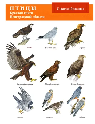 Половине птиц из Красной книги Новгородской области угрожает исчезновение -  53 Новости