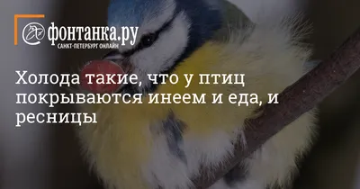 Нужно ли подкармливать птиц весной? Рассказывает орнитолог | bobruisk.ru