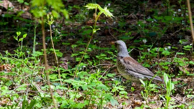 Птицы Новгородской области / Birds of Novgorod Oblast's Journal ·  iNaturalist