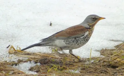 Птицы Новгородской области / Birds of Novgorod Oblast's Journal ·  iNaturalist