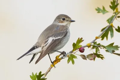 Птицы НСО | Певчий дрозд – Melizocincla philomelos