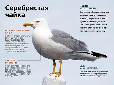 Птицы новосибирской области фото фото