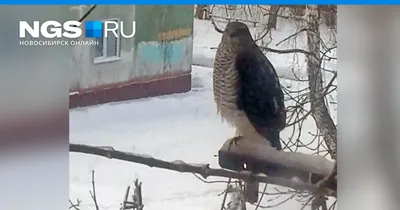 Кряква, чайка и рябинник: топ городских птиц Новосибирска