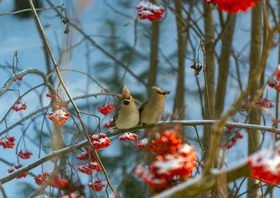 Пернатые вестники весны: какие птицы к нам уже прилетели