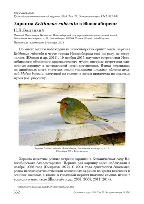 В Новосибирской области начался сезон миграции птиц на юг | ОБЩЕСТВО | АиФ  Новосибирск