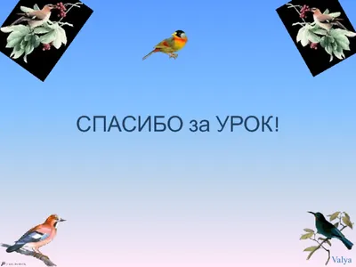 Новосибирский зоопарк подготовил для выпуска в дикую природу 25  краснокнижных птиц - Recycle