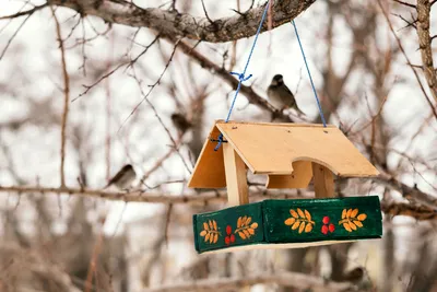 Новосибирцы нашли в снегу редкую перелётную птицу - Вести Новосибирск