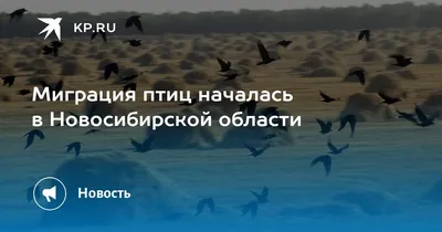 В Новосибирске заметили мелких птиц, которые бегают по стволам деревьев - 6  февраля 2019 - НГС