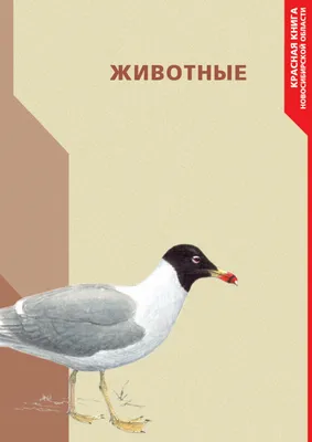 В Новосибирском зоопарке появились птицы из Красной книги, которые любят  зеркала | Ведомости законодательного собрания НСО