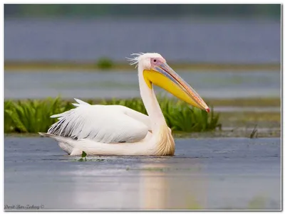 Птицы НСО | Розовый пеликан – Pelecanus onocrotalus