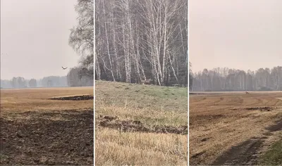 Охота на водоплавающую и боровую дичь в Новосибирской области откроется на  неделю раньше