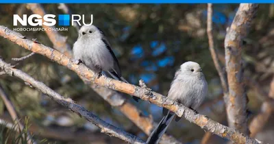 Кряква, чайка и рябинник: топ городских птиц Новосибирска