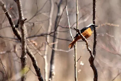 Топ-5 необычных птиц Омской области - Общество
