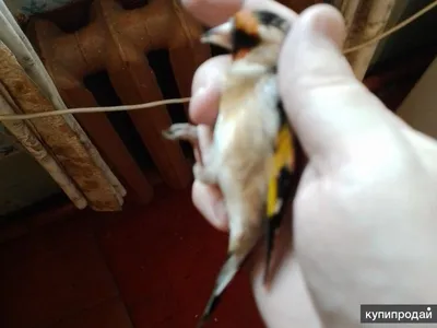 На моей памяти такого еще не было»: Орнитолог рассказал о массовой гибели  птиц в Омской области - KP.RU