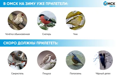 В Омск летят краснокнижные дятлы. Советы орнитолога, чем кормить птиц зимой  - Общество