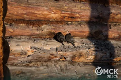 Спящие железные птицы Омска-Северного