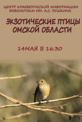 В заказниках Омской области обнаружили краснокнижных птиц | ОБЩЕСТВО | АиФ  Омск