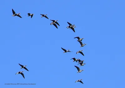 В Оренбургской области насчитывается 93 вида воробьинообразных птиц -  Газета \"Оренбуржье\"