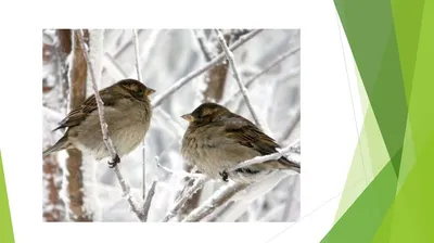 В 2018 году в Красная книга Оренбургской области пополнилась на 3 вида птиц  и 6 видов растений - Новости Оренбуржья - Уфа - UTV