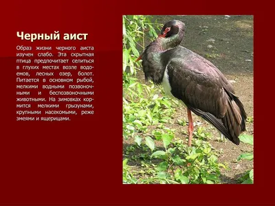 Список птиц, занесённых в Красную книгу Оренбургской области — Википедия