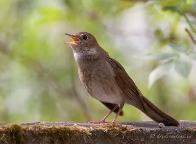 Птицы Оренбургской области · iNaturalist Canada