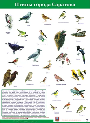В Оренбуржье поселилось 50 новых видов птиц