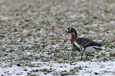 В Орловской области заметили птицу с удивительным оперением - Новости Орла  и Орловской области Орелтаймс