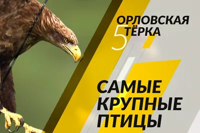 Найдена самая тяжёлая птица на Орловщине - Новости Орла и Орловской области  Орелтаймс