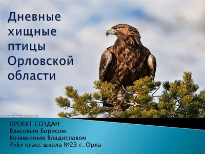 Дневные хищные птицы Орловской области - презентация онлайн