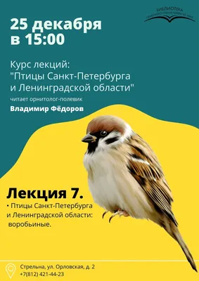 В стрельнинской библиотеке — орнитологические лекции