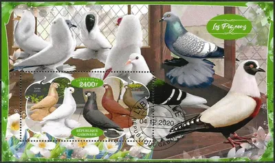 Птицы Орловской области · iNaturalist Ecuador