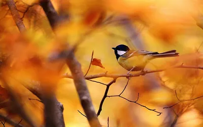 Птицы и осень 2. Photographer vladilenoff