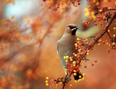 Фотография птица Great Tit Осень Животные