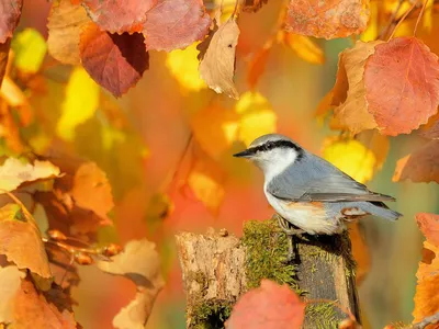 Птицы осенью красивые (45 фото) - красивые фото и картинки pofoto.club