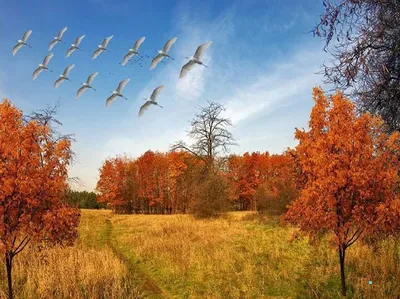 Осенние птицы в полете - 64 фото