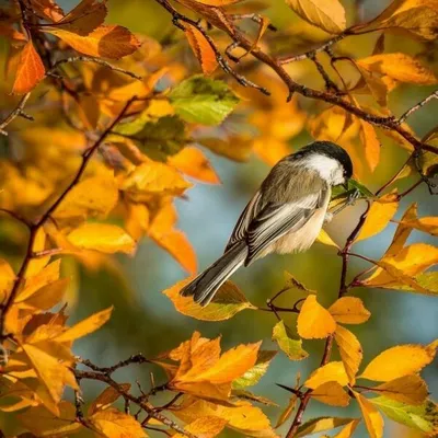 Птицы и осень. Фотограф vladilenoff