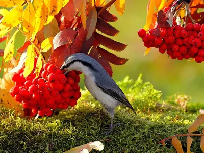 Птицы кружат и не улетают - осень будет сухой и теплой | Вслух.ru