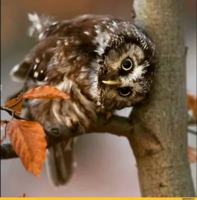 Осень, на дереве сидят птицы …» — создано в Шедевруме