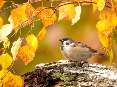 Осень, птицы собираются в стаи и летят на юг :: Александр Деревяшкин –  Социальная сеть ФотоКто