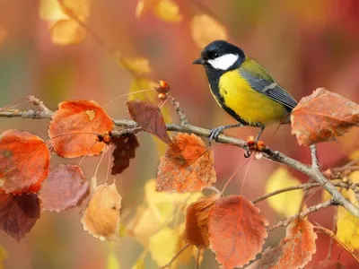 Птицы осенью красивые (45 фото) - красивые фото и картинки pofoto.club