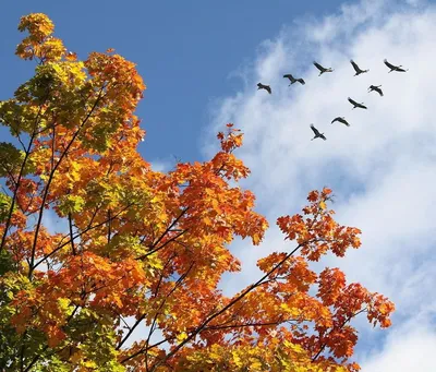 Галка птицы западная на фоне листвы осенью на ветви дерева Стоковое Фото -  изображение насчитывающей лужайка, дорога: 201452884